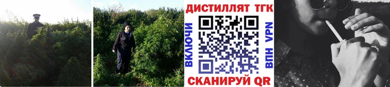 купить наркоту  Балашов  Дистиллят ТГК концентрат 